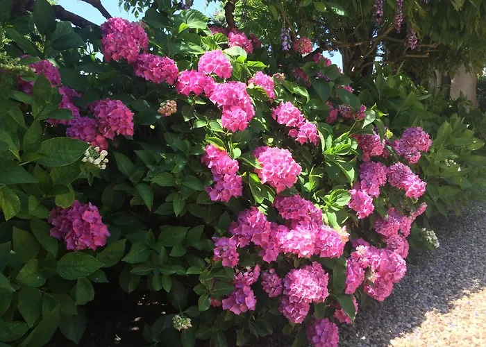 Domaine De La Banne *